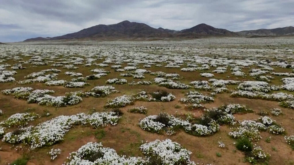 Chile: las lluvias convierten el desierto de Atacama en un mar de flores
