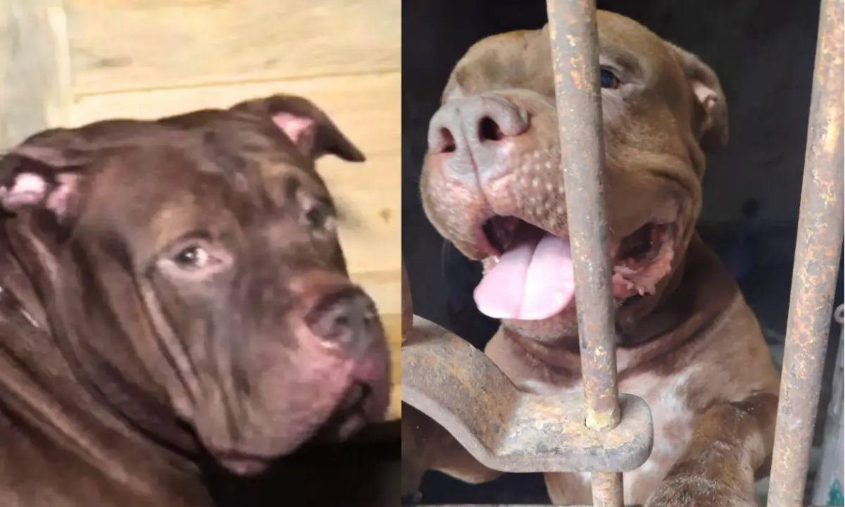 ¡De sospechoso a héroe! Zeus, señalado por la muerte de su amo, ahora será entrenado para convertirse en perro policía