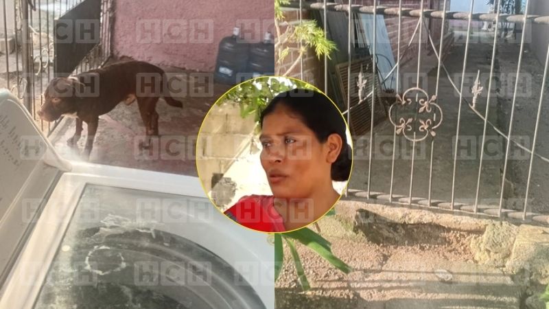 ¡La atacó cuando regresaba de la escuela! Niña de 11 años queda sin oreja tras ataque de pitbull en SPS