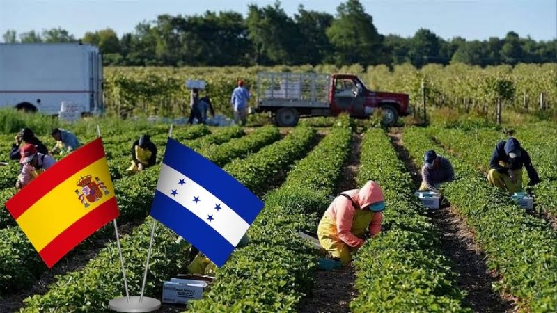 ¡El sueño de trabajar en España crece! 1,078 hondureños viajaron en 2026 y 2,000 tendrán oportunidad en 2027