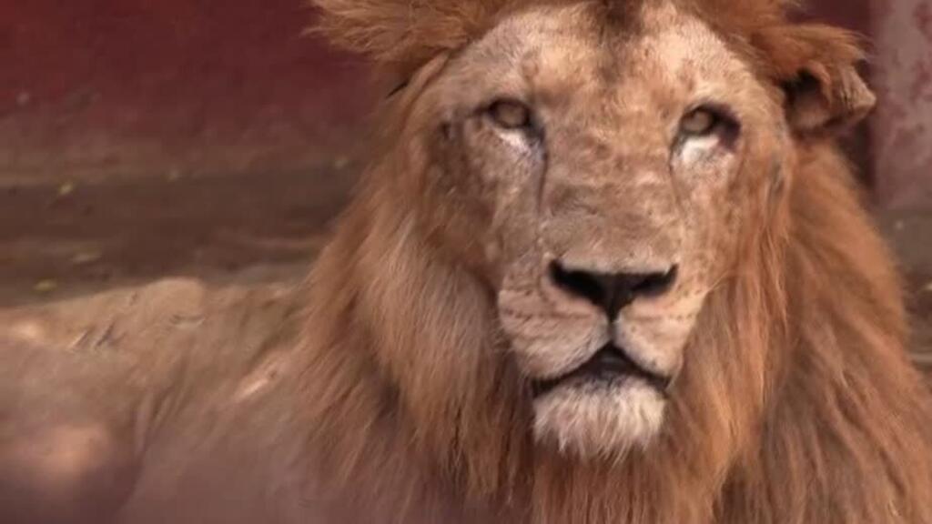 Cuba: animales del zoológico luchan por sobrevivir en medio de la crisis