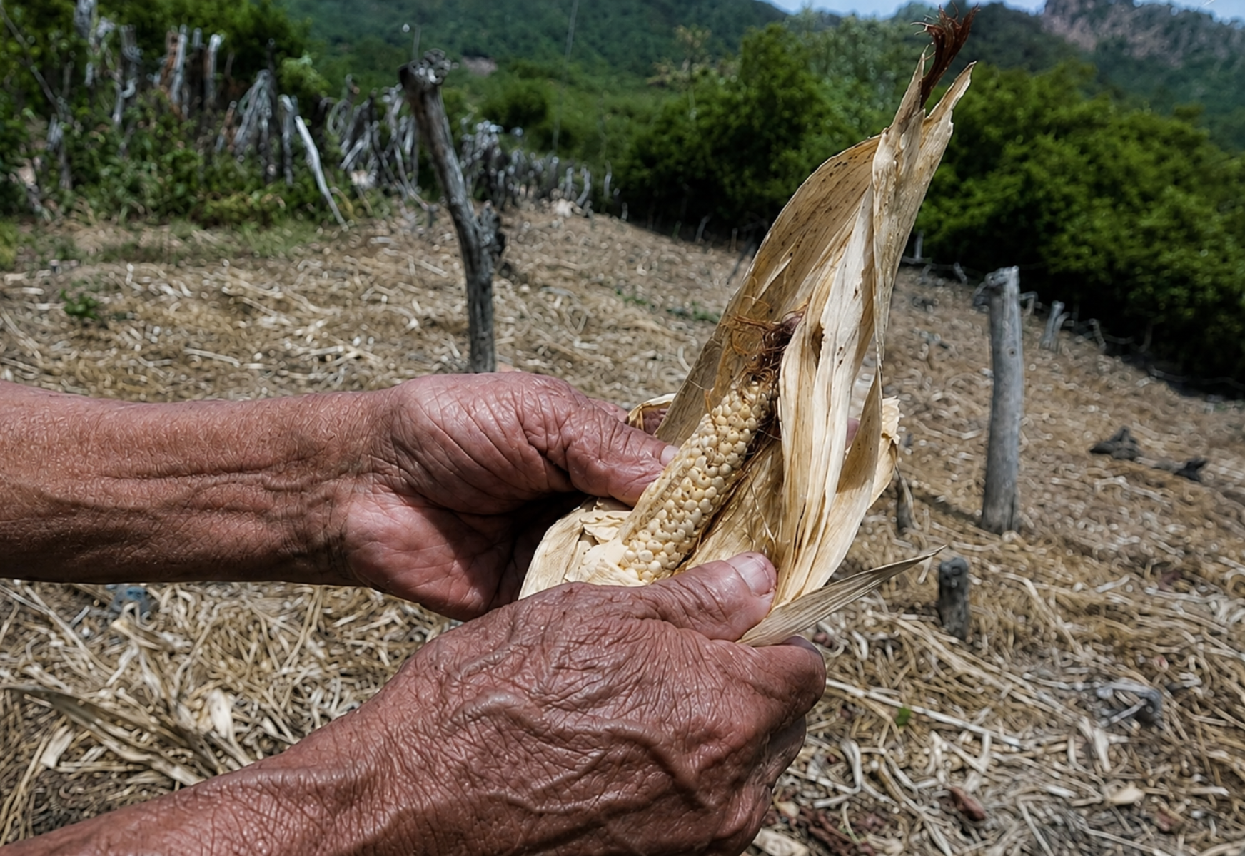 A propósito del Día Nacional del Ganadero en Honduras