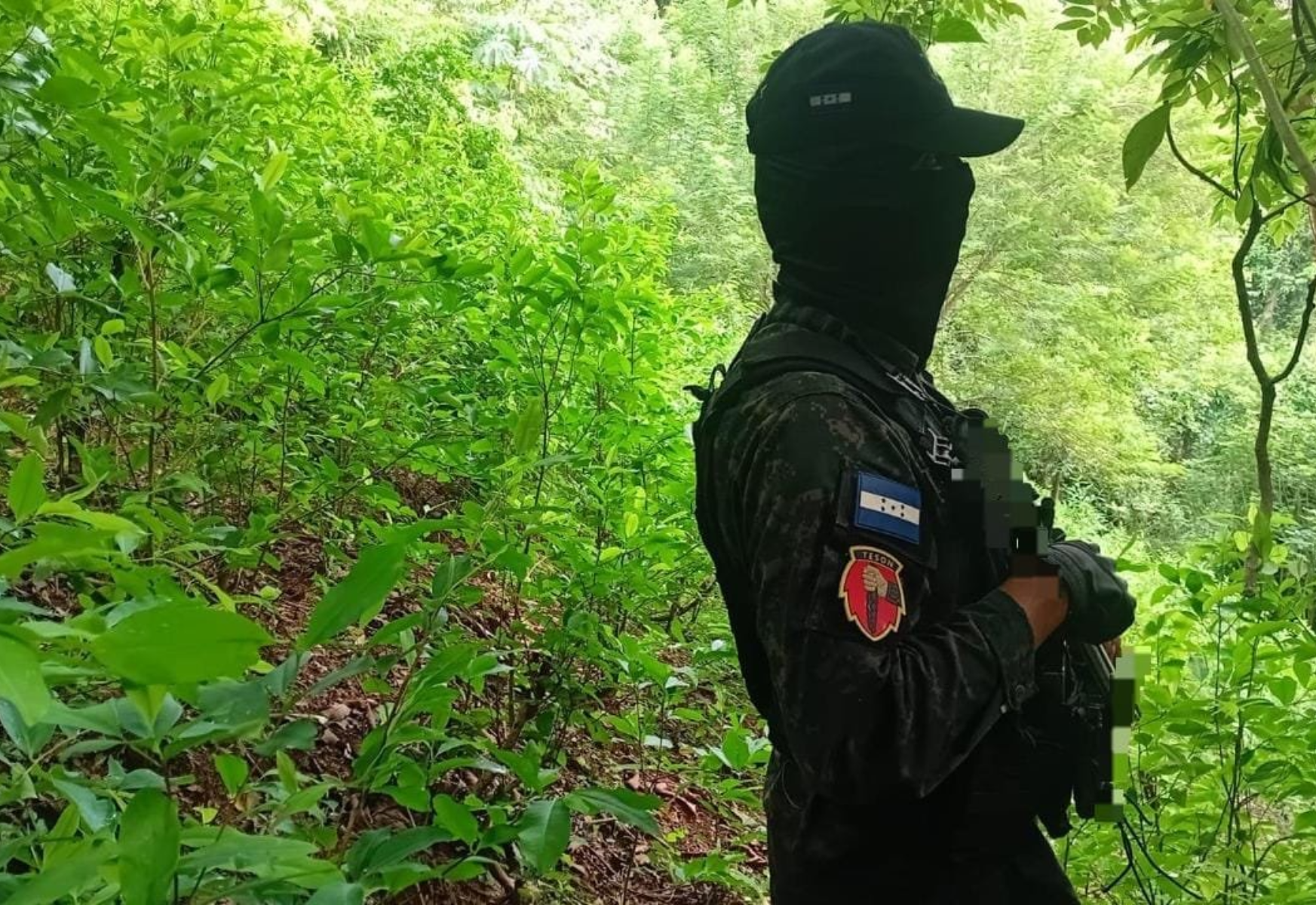 FFAA incautan 8,250 arbustos de presunta hoja de coca en Iriona, Colón