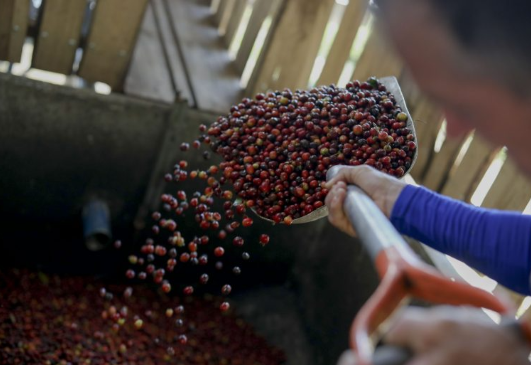 Honduras necesita más calidad en su café para generar mayores divisas, según productor