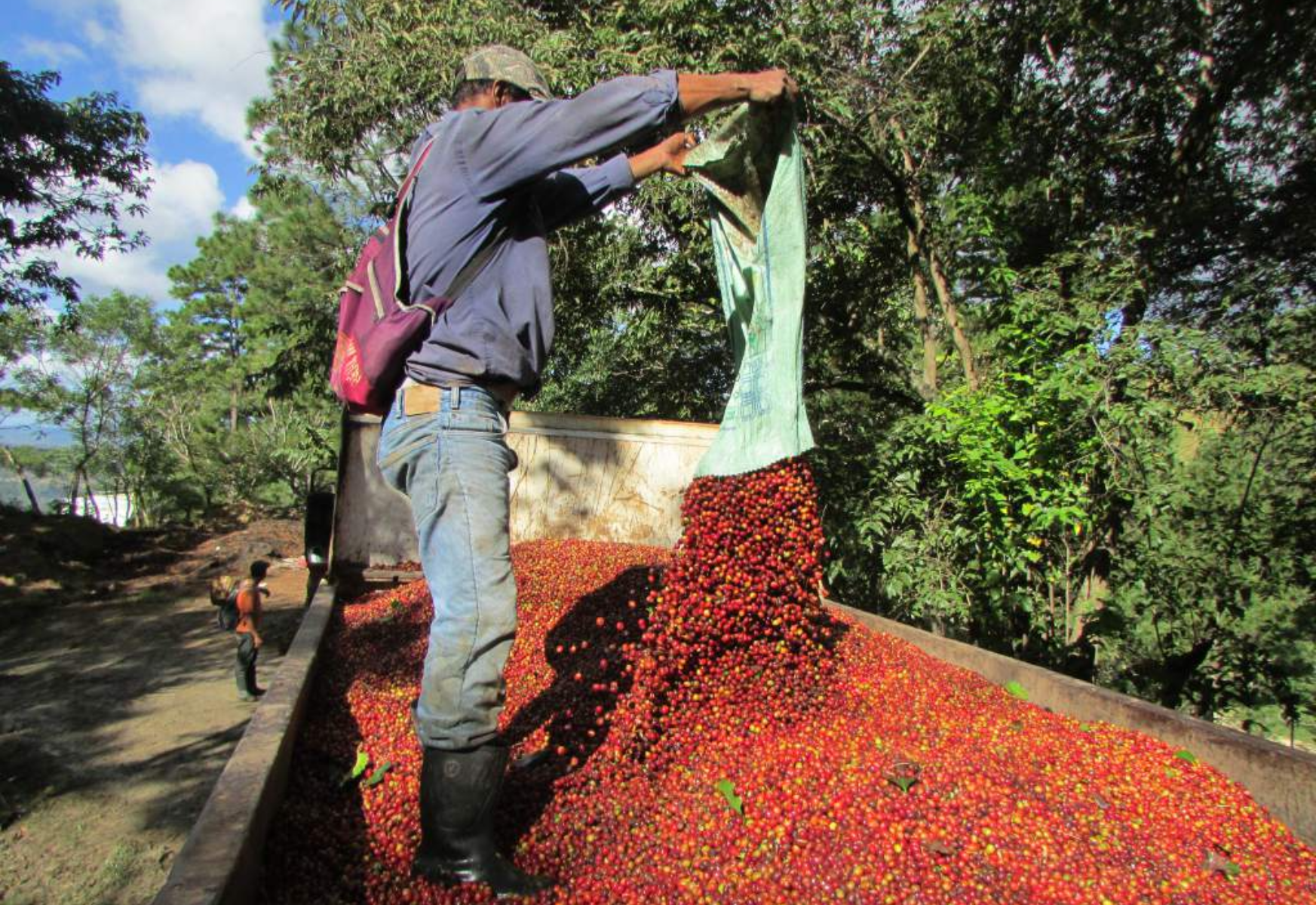 Honduras espera superar los 7.3 millones en cosecha de café 2025-2026