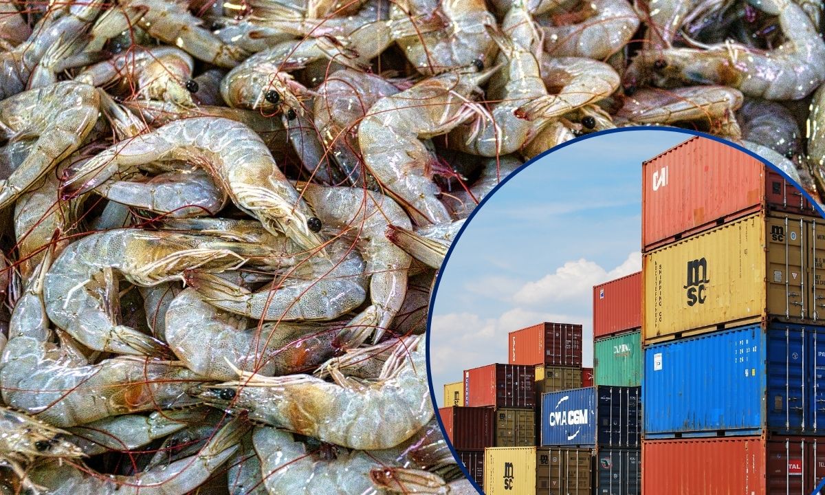 Honduras proyecta exportar más de 100 contenedores de camarón a China en 2026