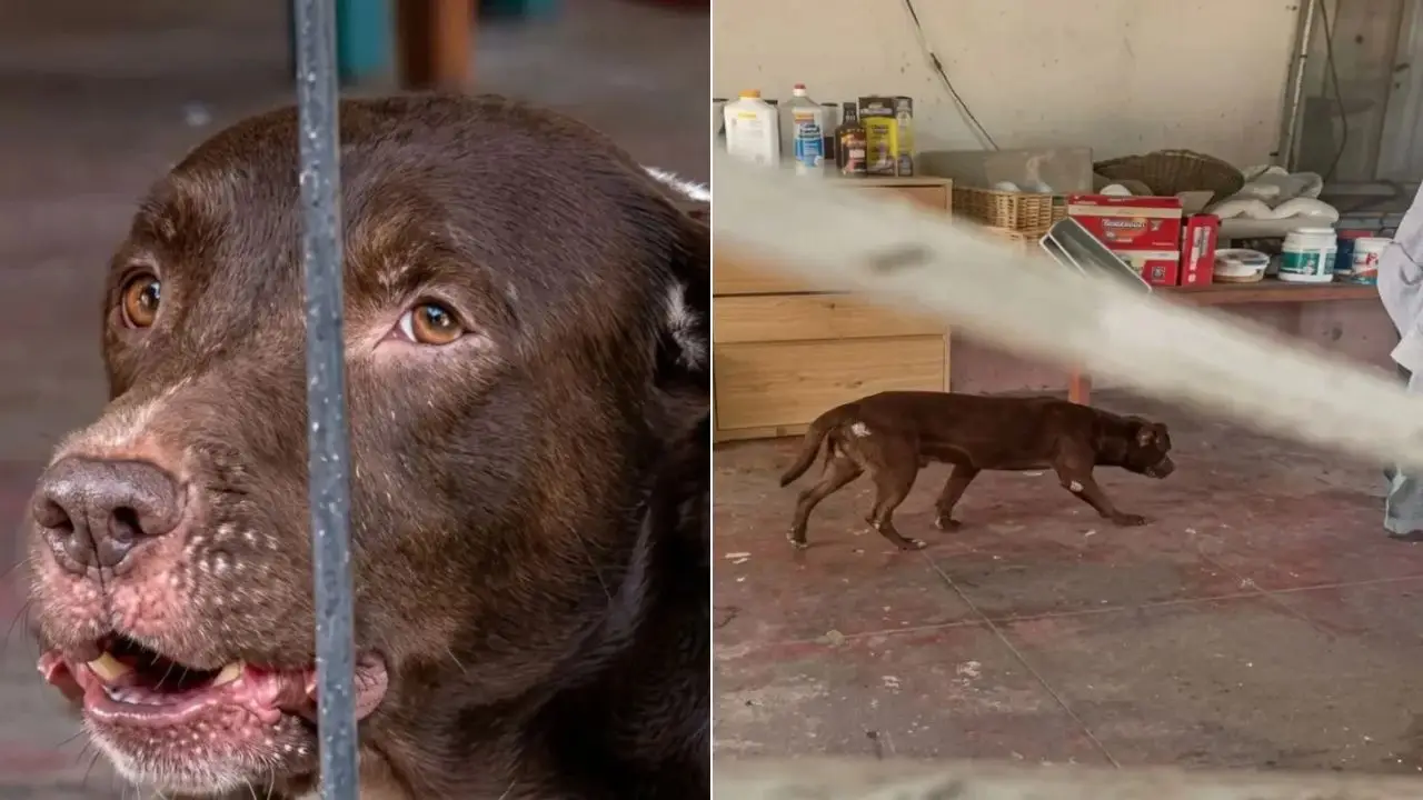 Dueños del pitbull “Brownie” toman decisión tras ataque en San Pedro Sula