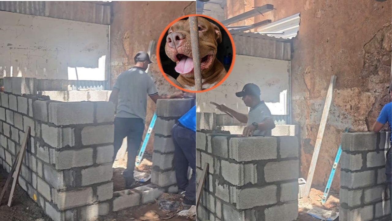Video: Así avanza la construcción del nuevo hogar de Zeus