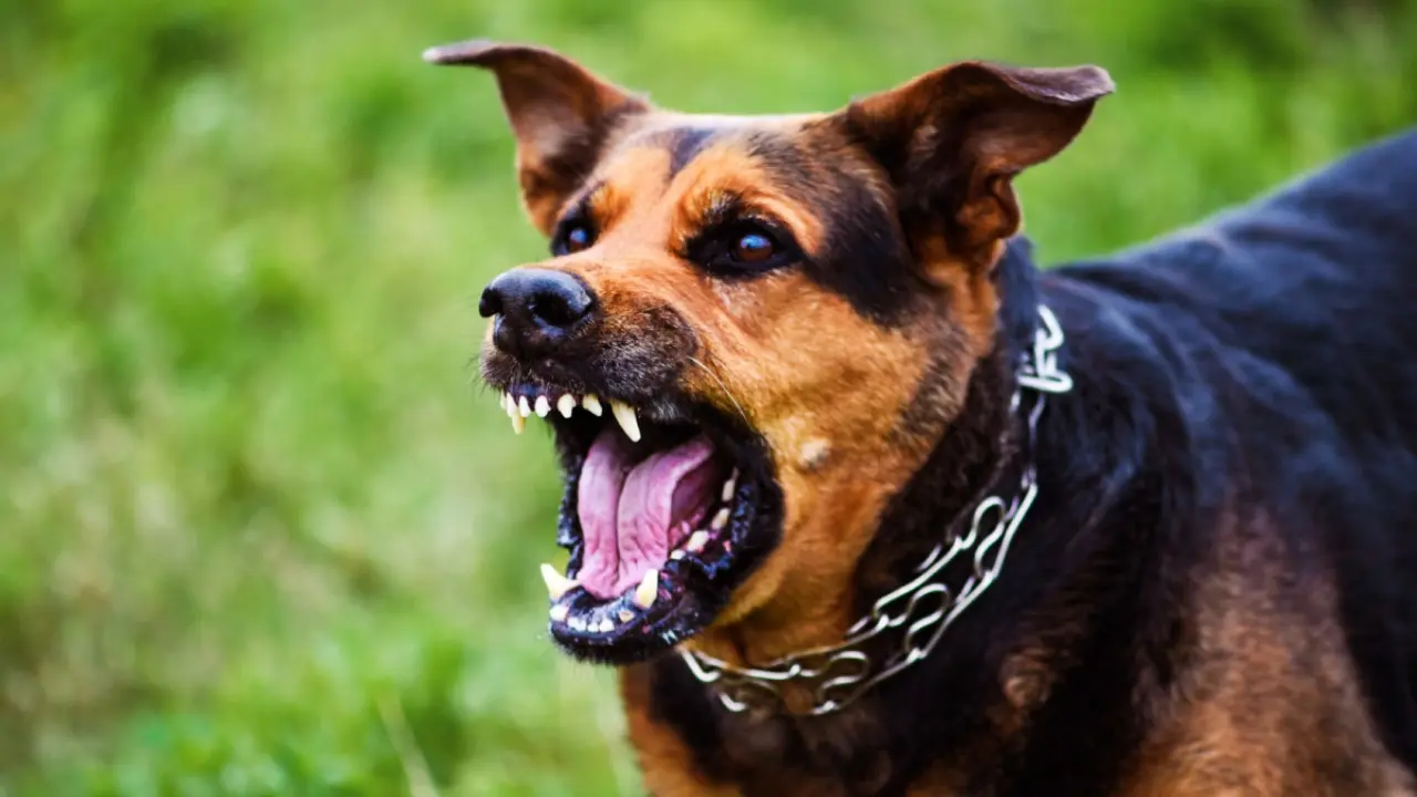 ¿Qué hacer si hay un perro agresivo en su colonia?