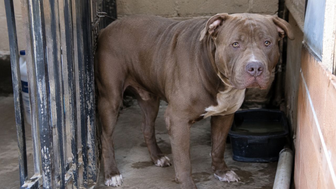 A esto se enfrentará una persona que mantenga a su perro en espacios inadecuados