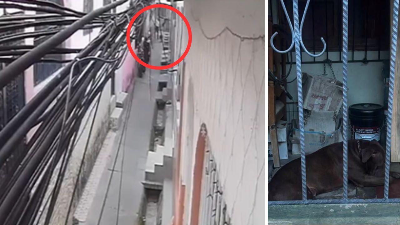 ‘¡Ay, Dios mío!’: sale a la luz video de pitbull que mató a su dueño en el Hato