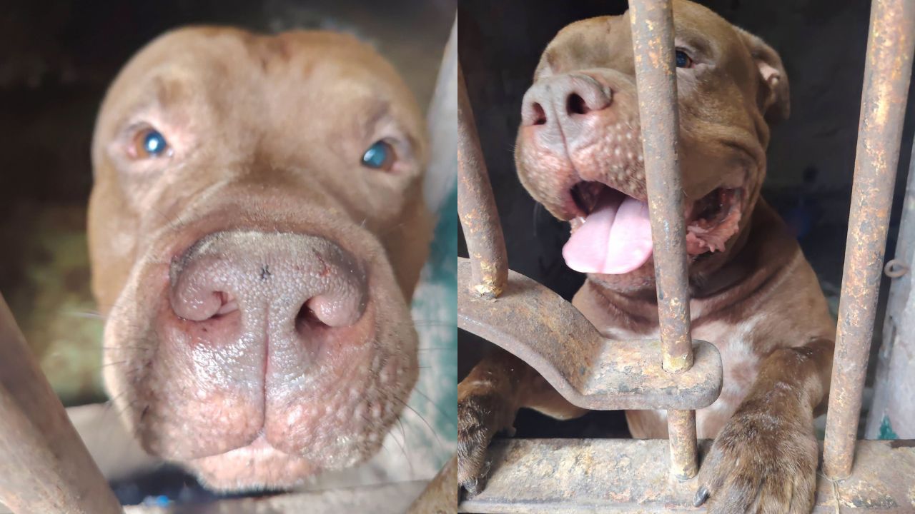 Zeus inicia una nueva etapa con rehabilitación y refugio temporal