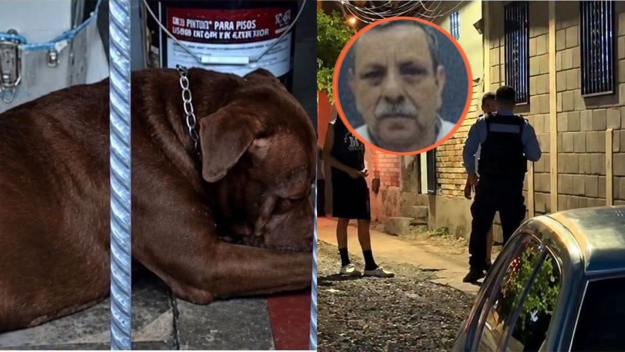 ‘Agresivo’: vecinos describen el comportamiento de Zeus, el pitbull que atacó a padre e hijo