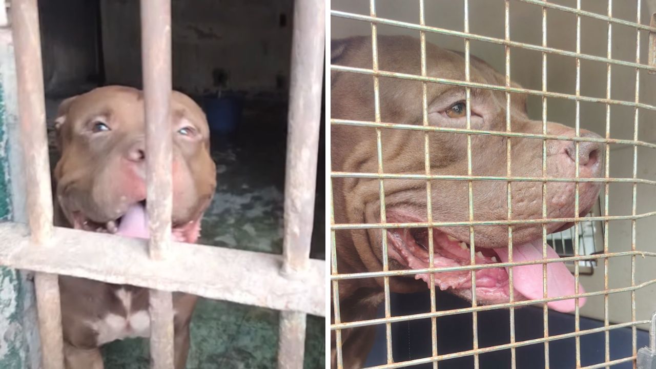 ¿Cuál es el estado de Zeus? Revelan está el pitbull que atacó a su dueño en El Hato