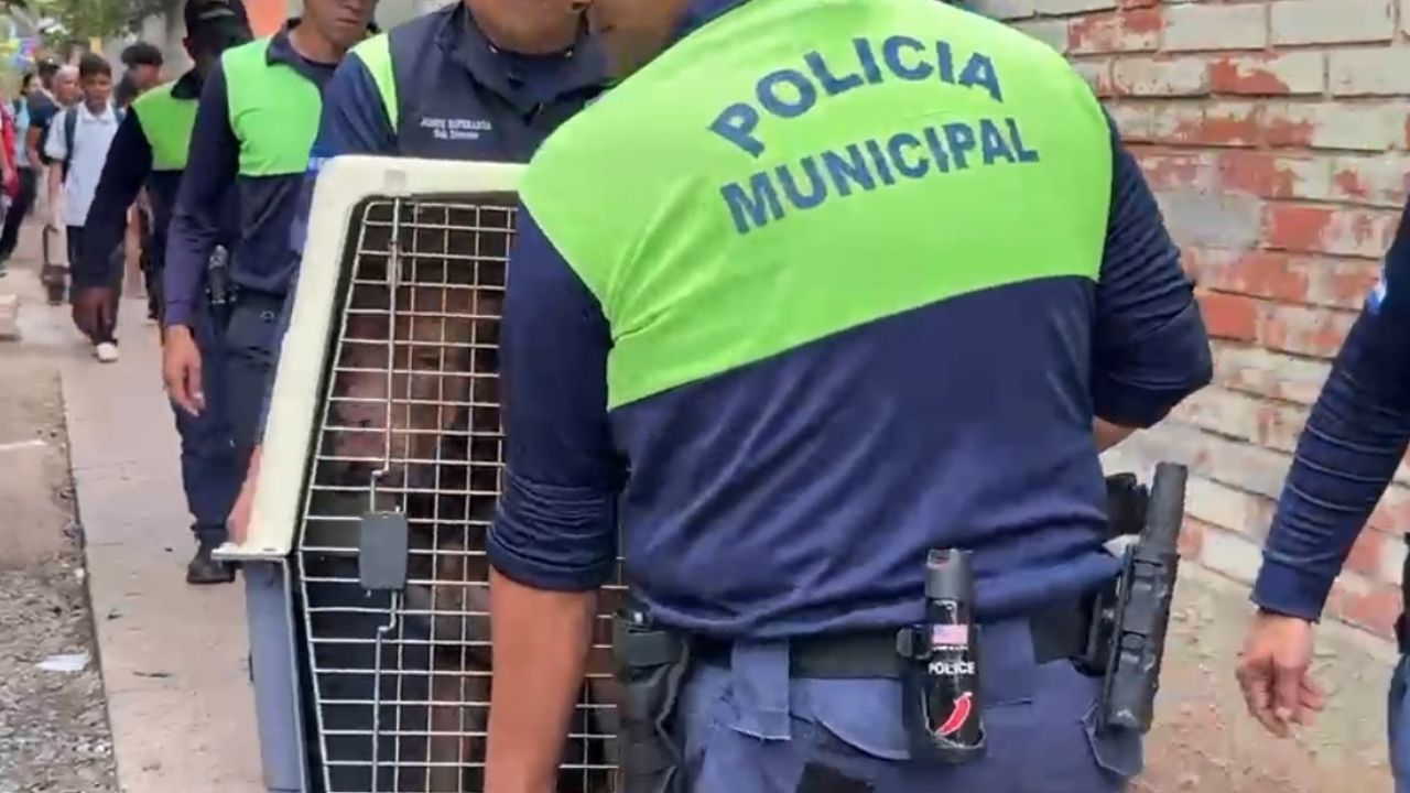 ‘Me duele ver a los animales así’, este es el destino de Zeus tras mortal ataque en El Hato
