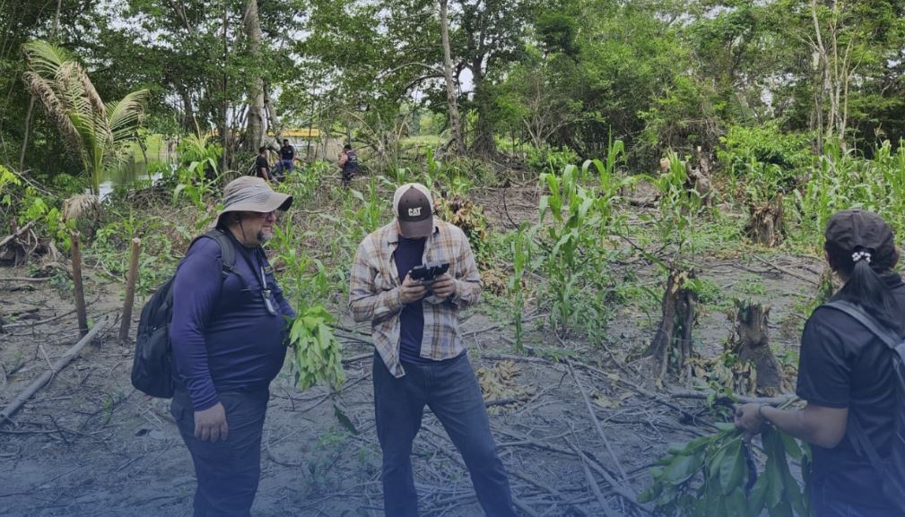 FEMA investiga tala ilegal de 200 árboles en Puerto Cortés