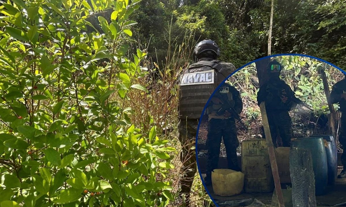 ¡No para la siembra! Localizan más de 16 mil arbustos de coca y narcolaboratorio en Colón