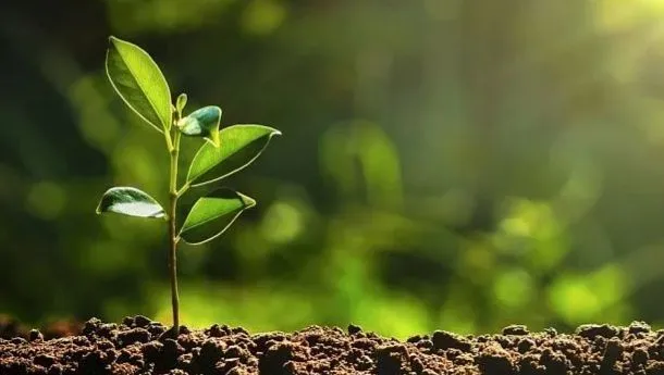 Sudáfrica planta 7 millones de árboles en 6 meses