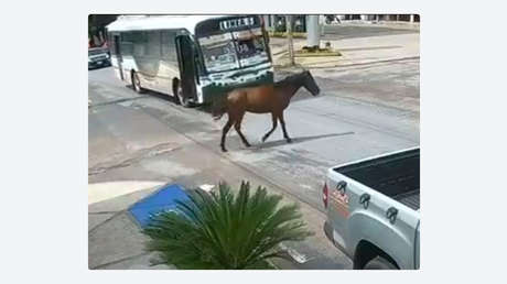Esto ocurre cuando un caballo aparece de repente en plena avenida (VIDEO)