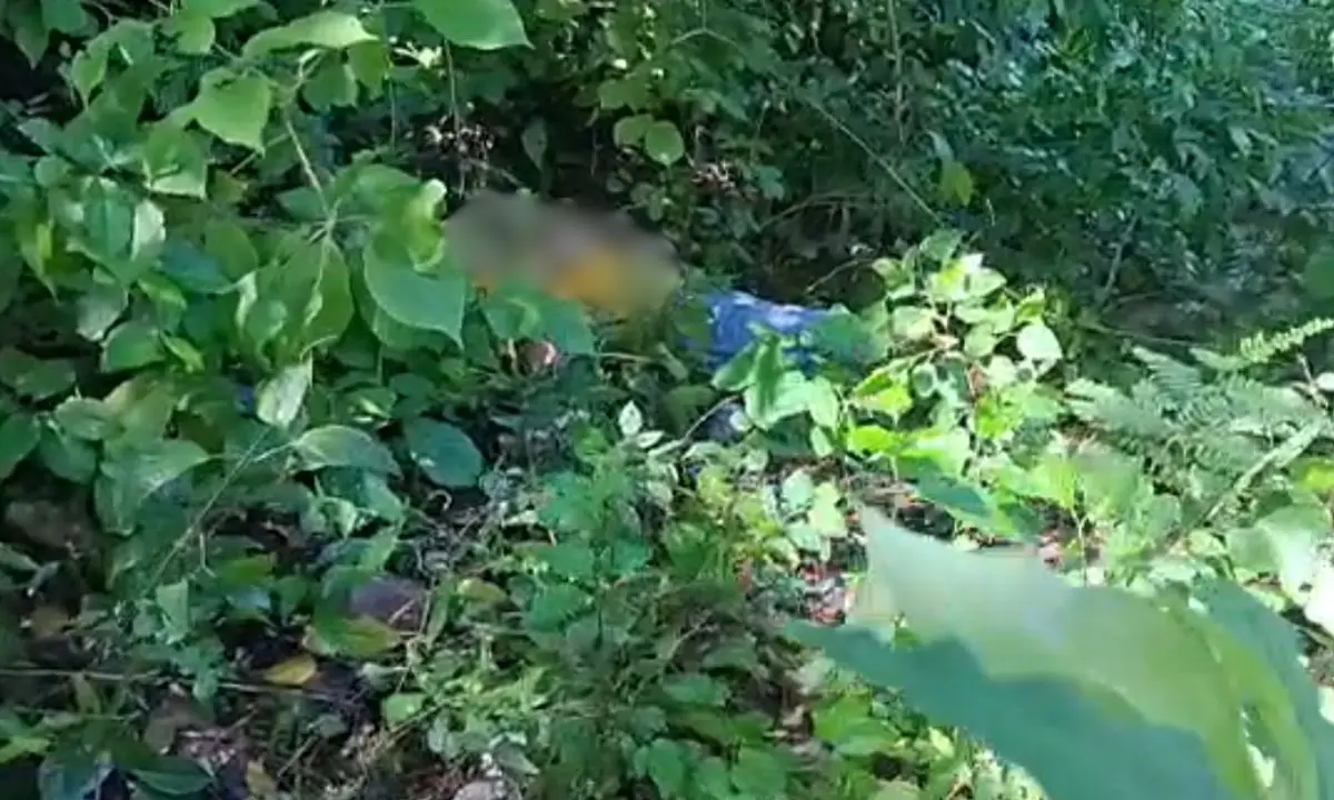 ¡Desgracia! Joven muere al caer de árbol que podaba en Choluteca