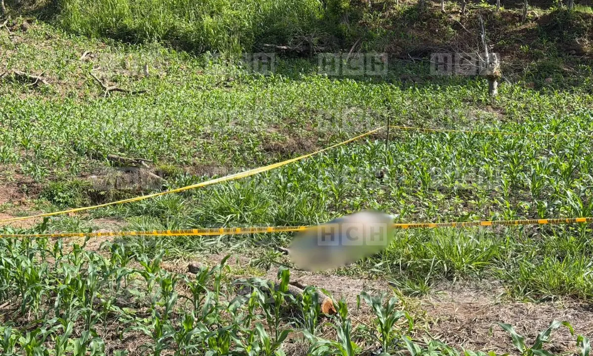 ¡Violencia en Lempira! Matan a hombre a balazos en una milpa de Gracias