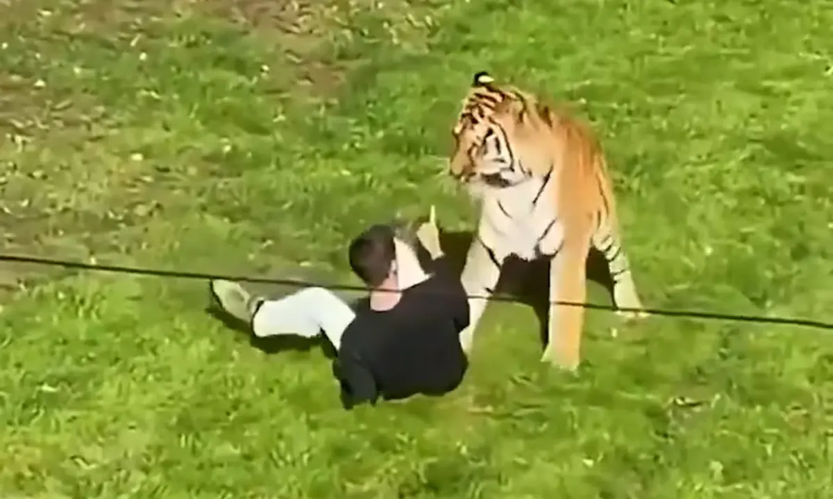 Zoológico británico decide no sacrificar al tigre Altai que mató a un visitante