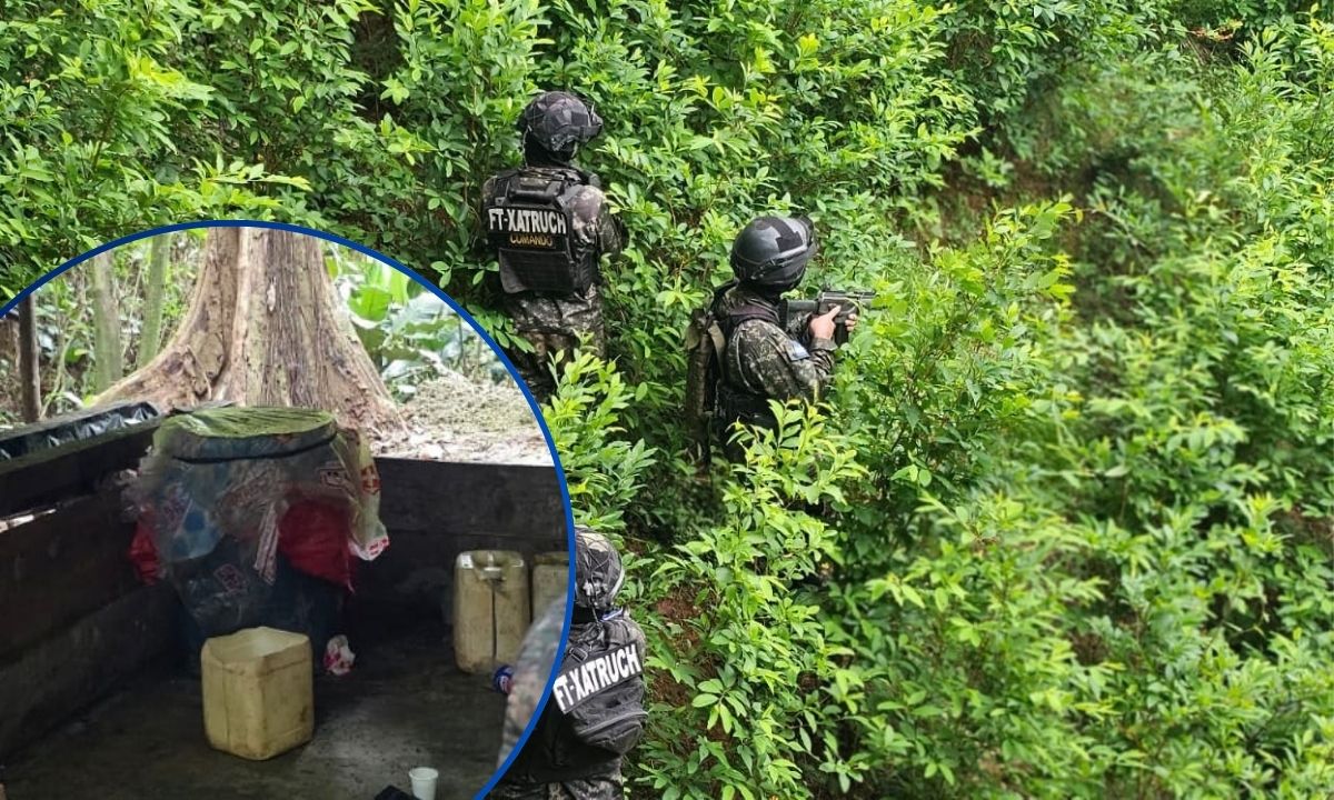 ¡El cultivo no se detiene! Aseguran otros 55 mil arbustos de coca en Colón