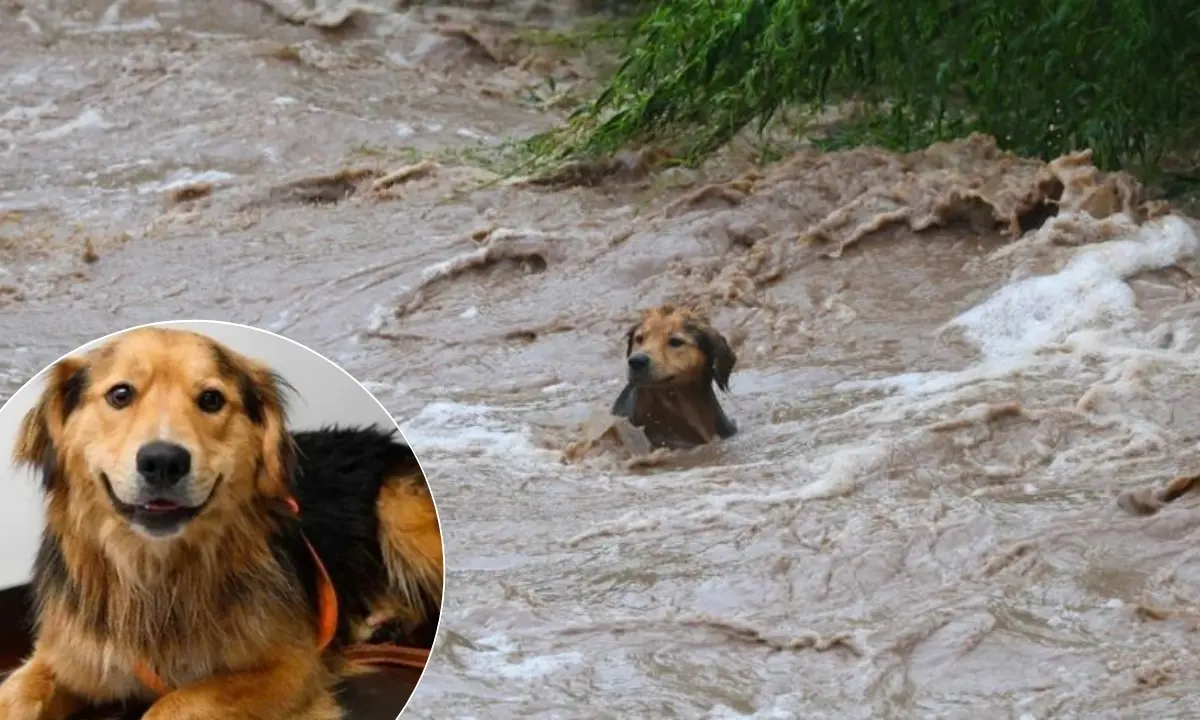 Morocho, el perro que sobrevivió a la crecida del río Mapocho, busca un hogar definitivo