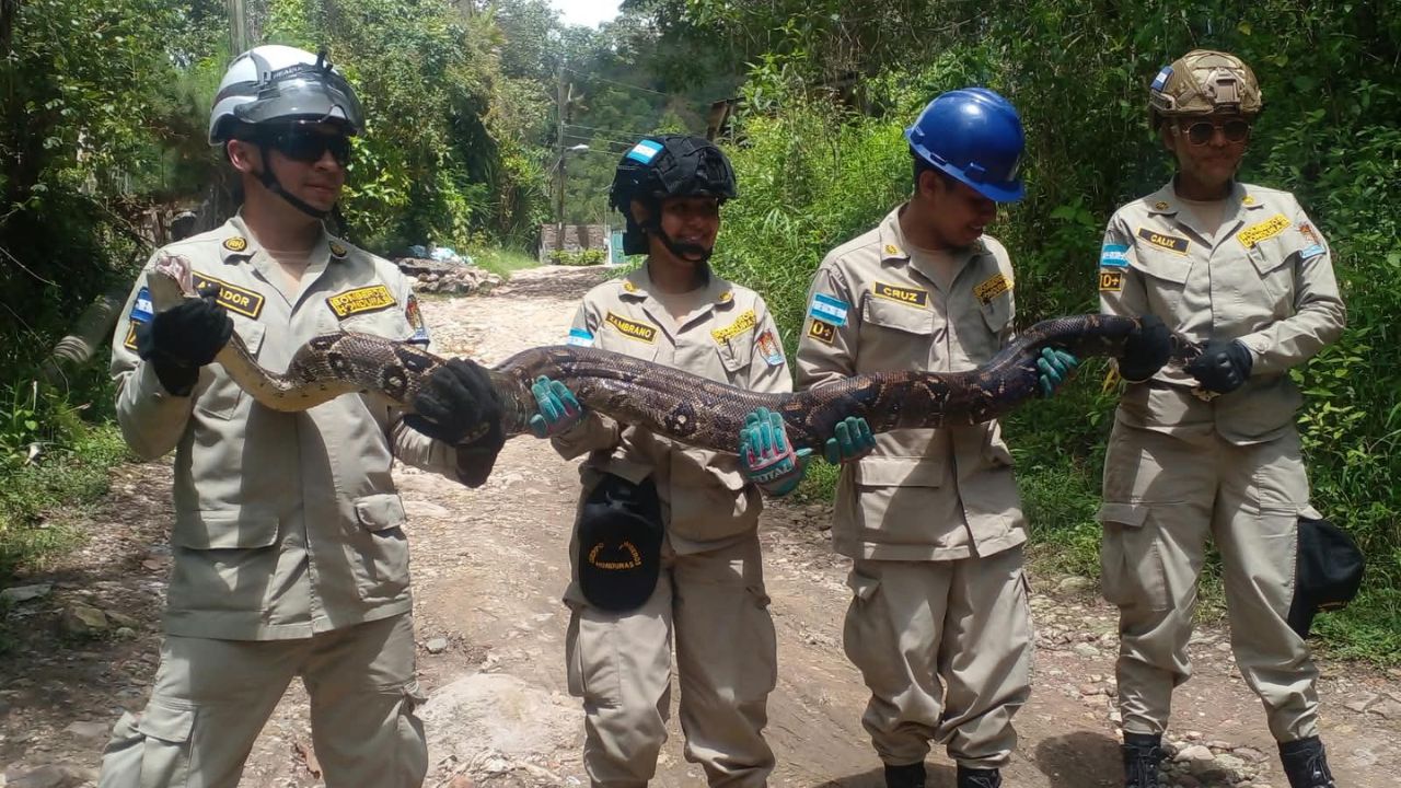 Impresionante hallazgo: enorme boa de 4 metros es rescatada en Carpintero