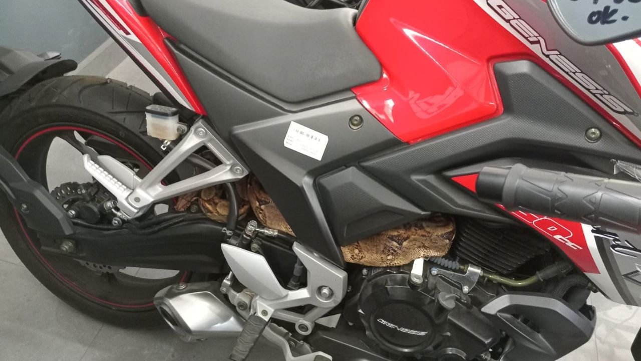 VÍDEO: Hallan a boa constrictor dentro de una moto en agencia en el Zamorano