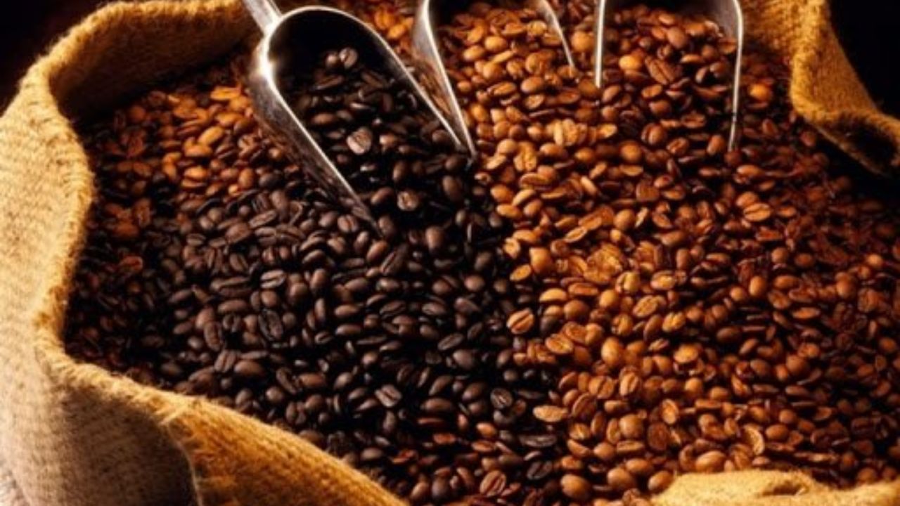 Honduras aumenta su producción de café; proyecta 7 millones de quintales para 2026-2027