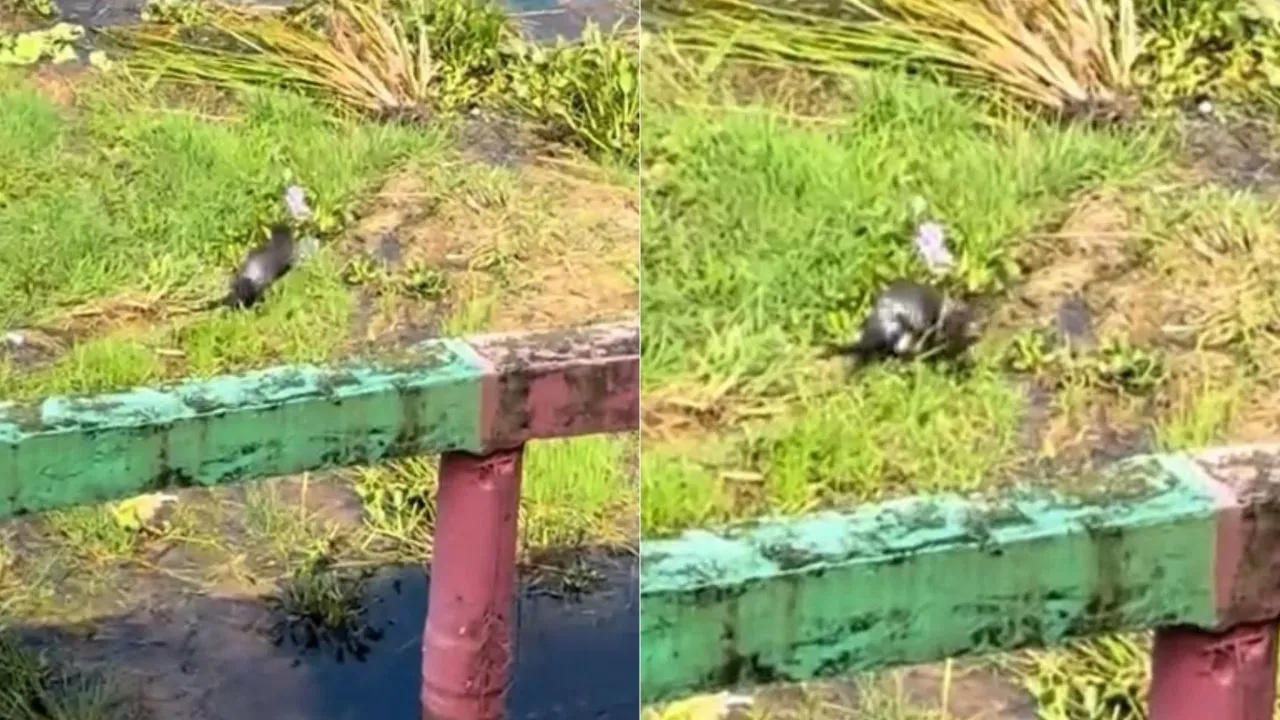 VIDEO: Captan a nutria a orillas del Lago de Yojoa