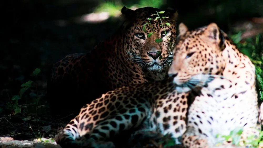 Leopardos regresan a la provincia sudafricana del Cabo Occidental tras 170 años